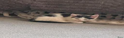 Mixed Breed cats for sale: beautiful friendly male kittens - Advert 2