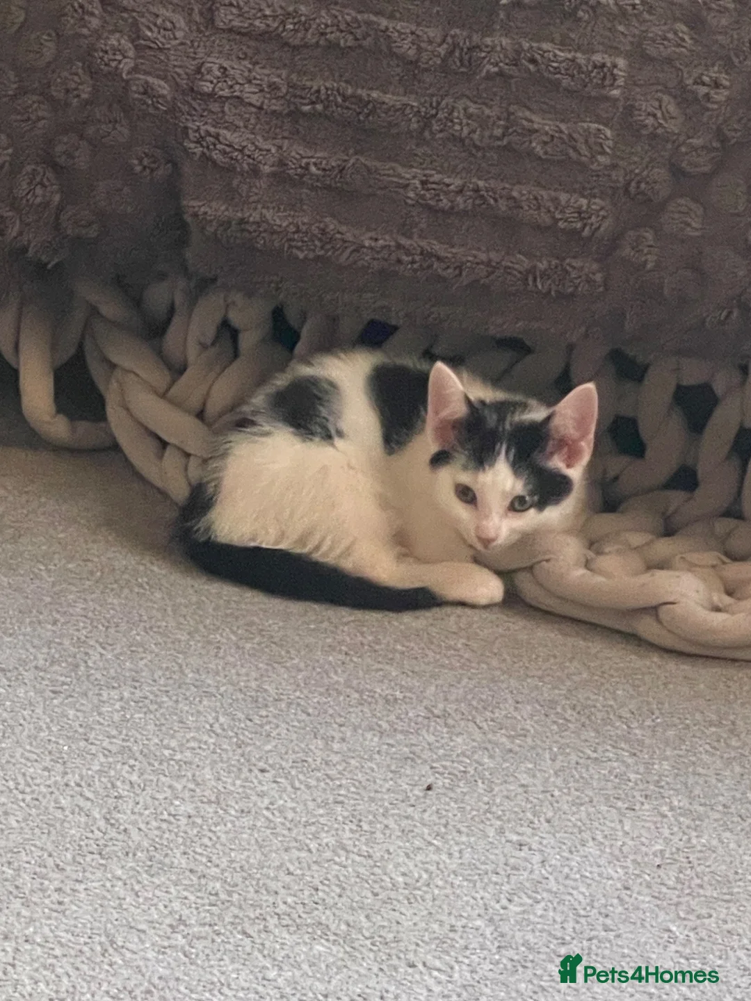Mixed Breed cats for sale: beautiful friendly male kittens - Advert 2