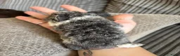 Guinea Pig rodents for sale: Baby boar pair. in Thetford - Advert 5