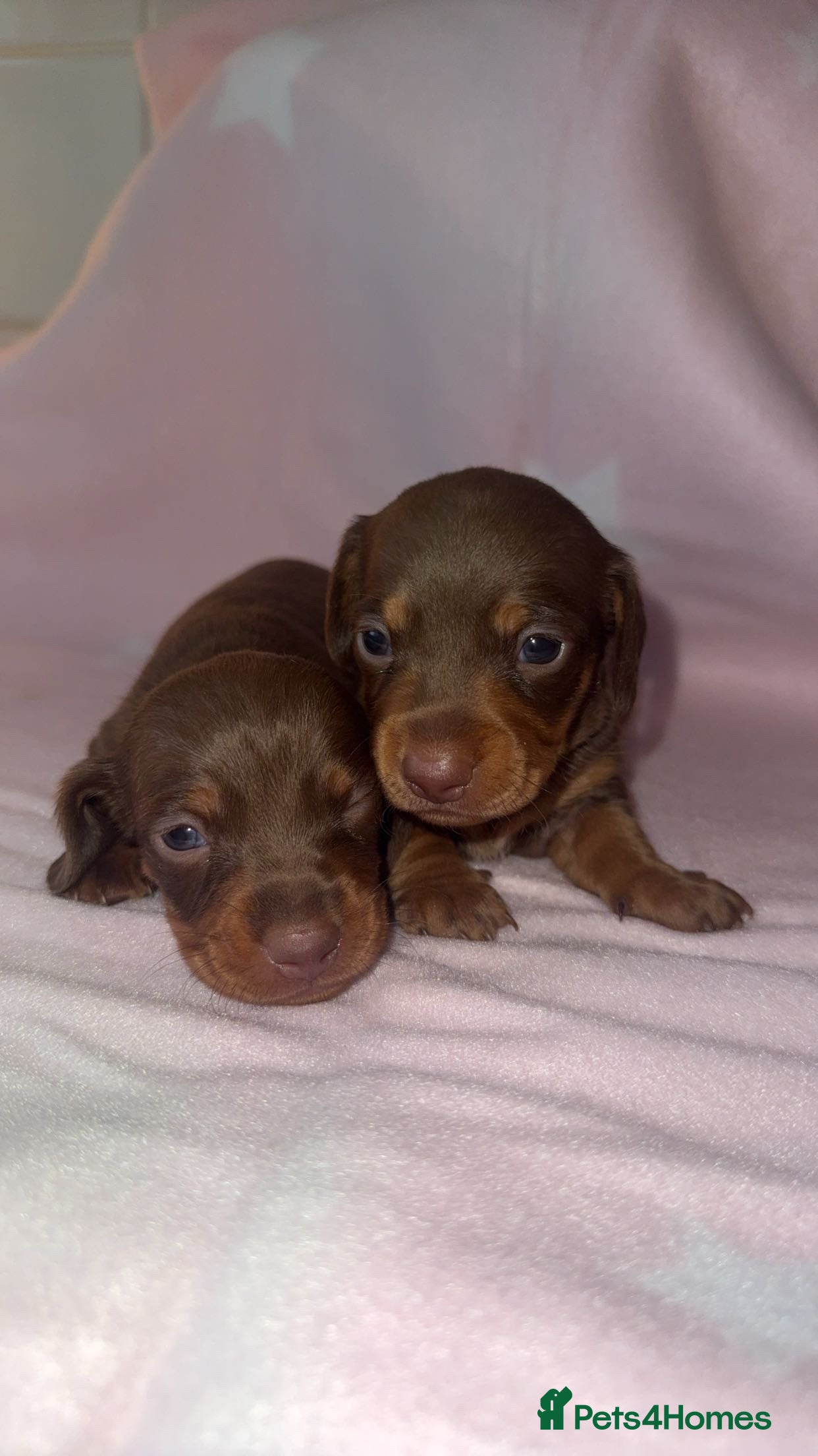 Dachshund dogs Miniature dachshunds - Advert 3