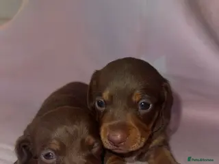 Dachshund dogs Miniature dachshunds - Advert 16