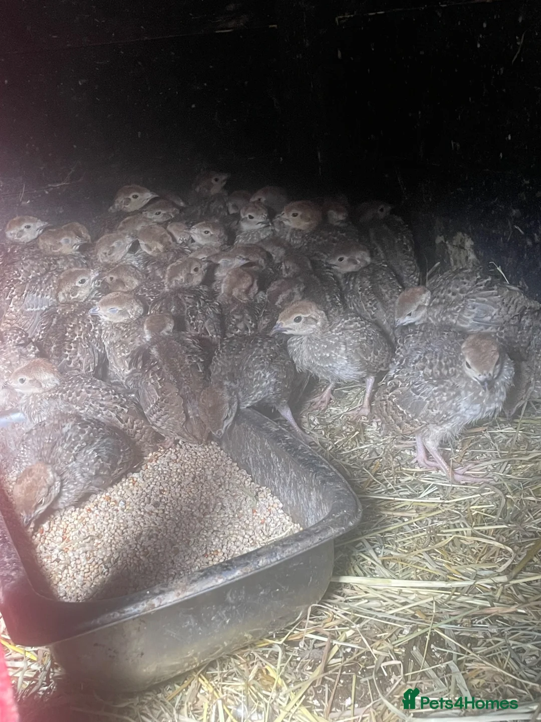 Patridge poultry for sale: Selling Silver  partridges chiks . Age 26 days . - Advert 2