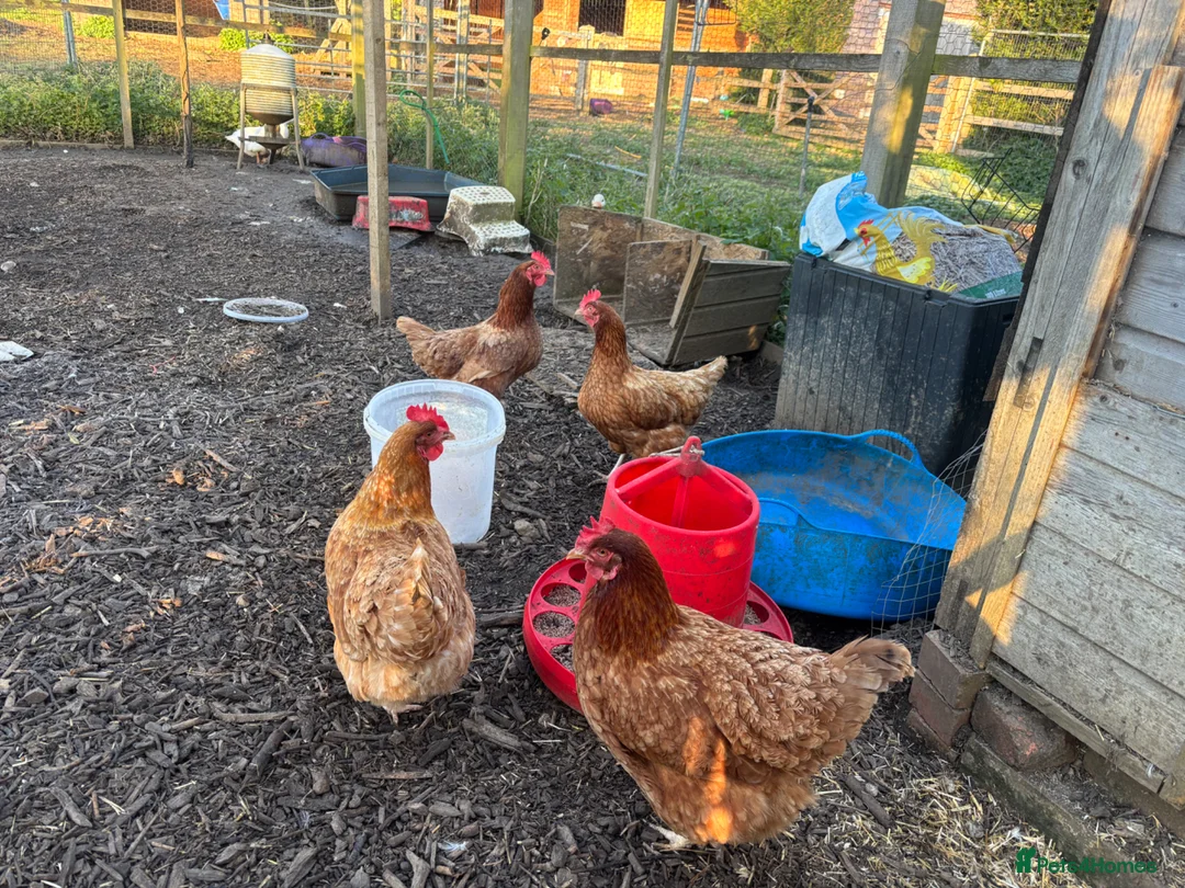 Chickens poultry for sale: Point of lay chickens for sale - Advert 1