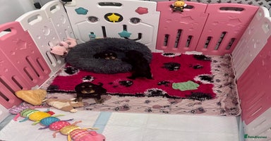 Cocker Spaniel dogs - Advert 13