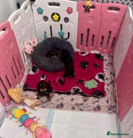 Cocker Spaniel dogs - Advert 13