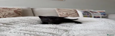 All black kitten 