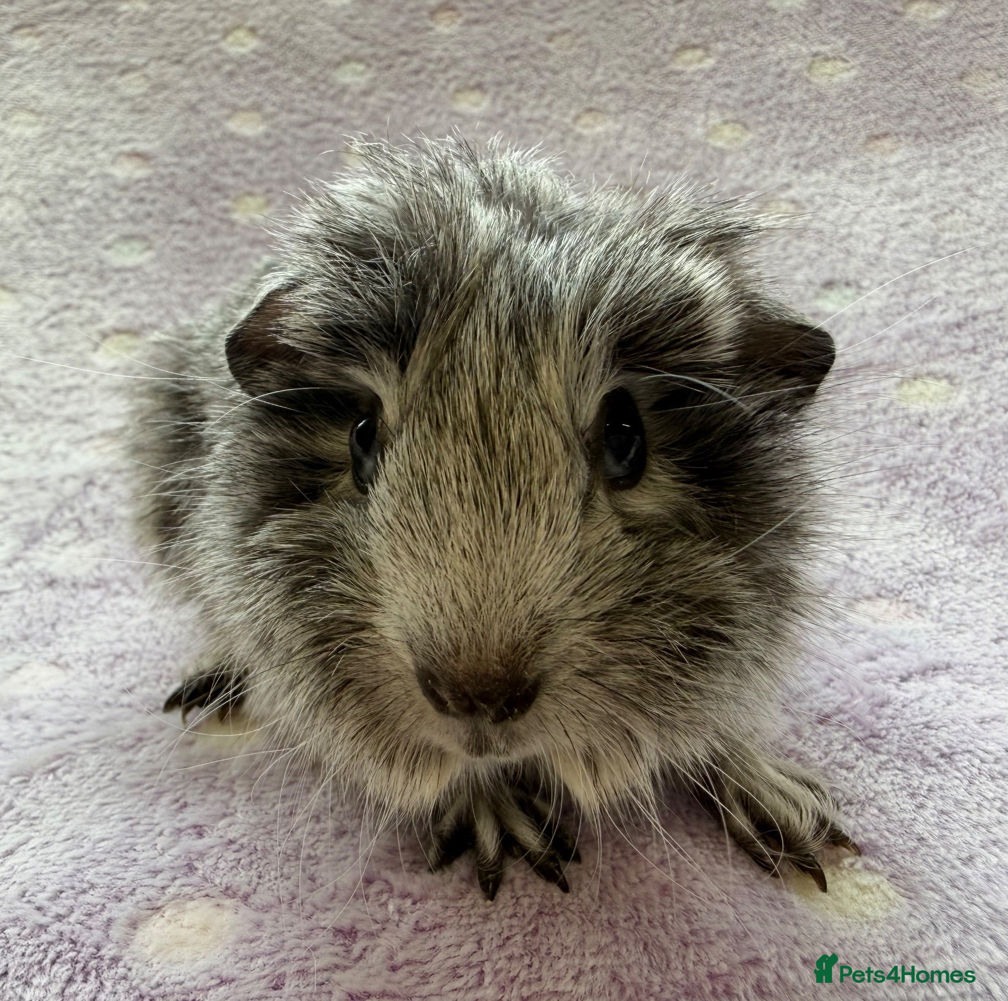 Guinea Pig rodents Silver satin baby boar  - Advert 8
