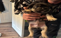 Mixed Breed dogs for sale: French bulldog/pocket bully  - Image 6