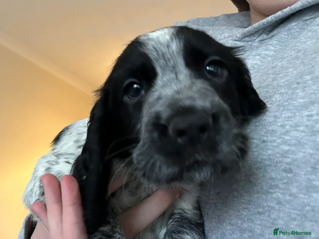 Cocker Spaniel dogs for stud: Cocker Spaniel for stud  in Newbury - Advert 8