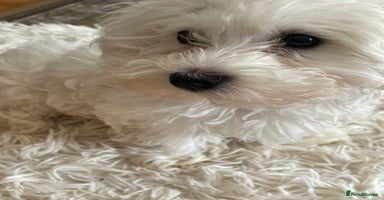 Bichon Frise dogs - Advert 8