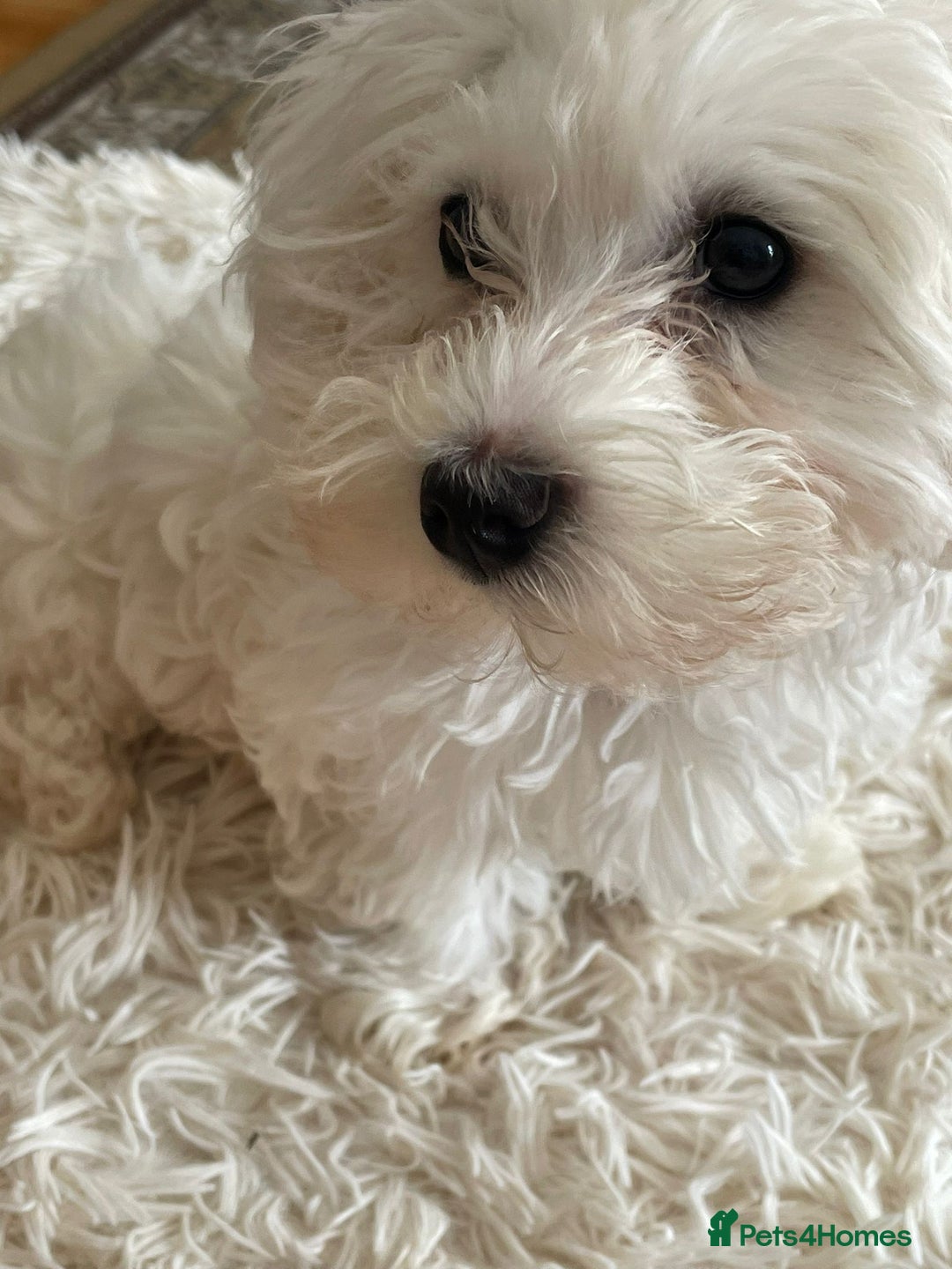 Bichon Frise dogs for stud: Mini Bichon Maltese mix - Image 2