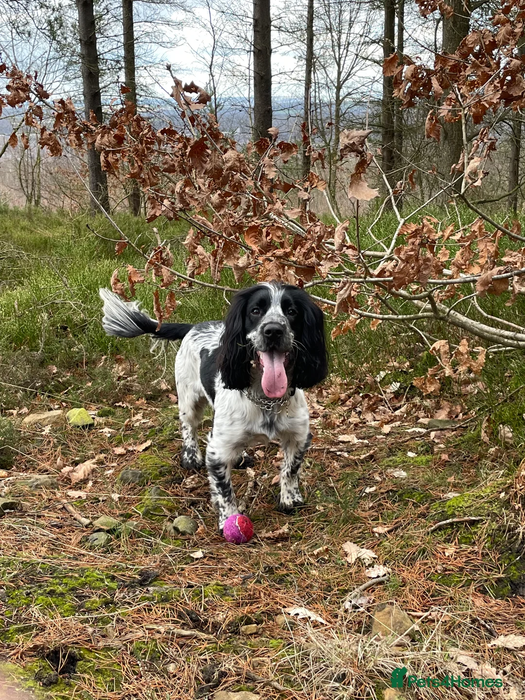 Sprocker dogs for stud: Twice proven handsome Sprocker available for stud in Mexborough - Advert 2