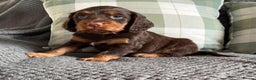 Cocker Spaniel dogs for sale: Extensively Health tested cocker spaniels Puppies  - Advert 13