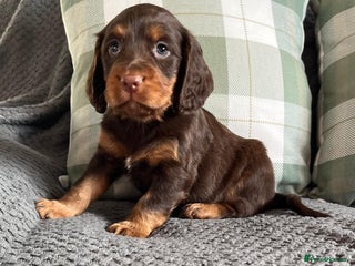 Cocker Spaniel dogs Extensively Health tested cocker spaniels Puppies - Advert 2