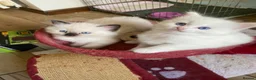 Ragdoll cats for sale: Flame and Seal point kittens  - Advert 11
