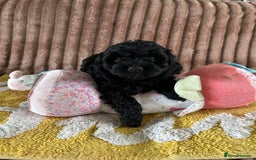Cockapoo dogs for sale: Cockapoo f1  - Image 5