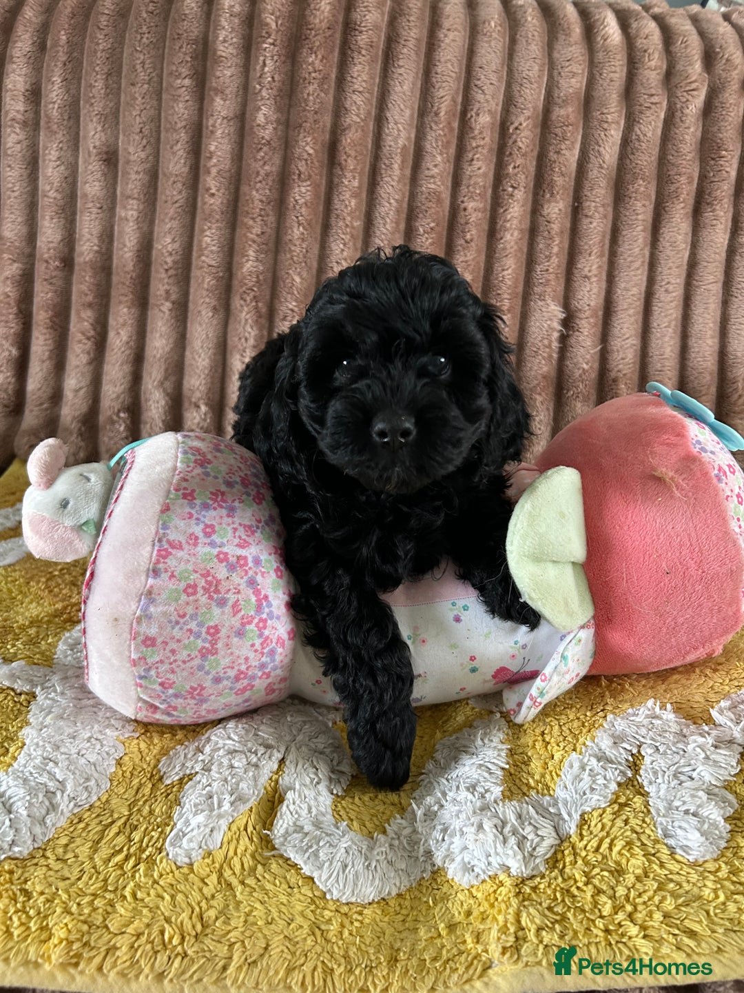 Cockapoo dogs for sale: Cockapoo f1  - Image 5