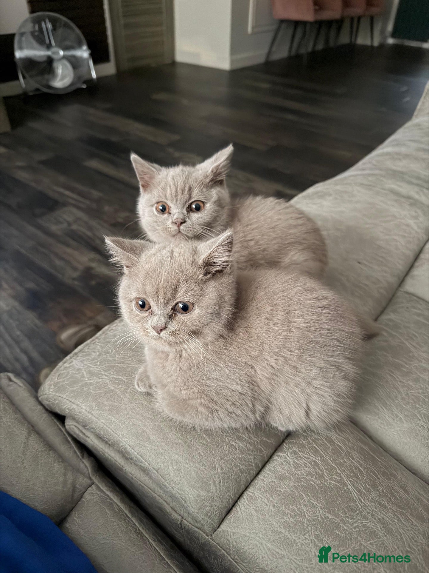 British Shorthair cats Beautiful GCCF Registered BH Kittens, Choc & Lilac - Advert 2