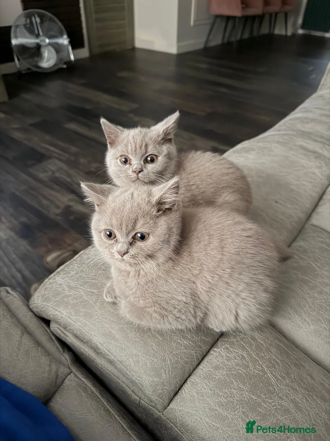 British Shorthair cats for sale: GCCF Registered BH Kittens 2 female Left - Advert 1