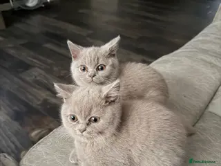 British Shorthair cats Beautiful GCCF Registered BH Kittens, Choc & Lilac - Advert 2