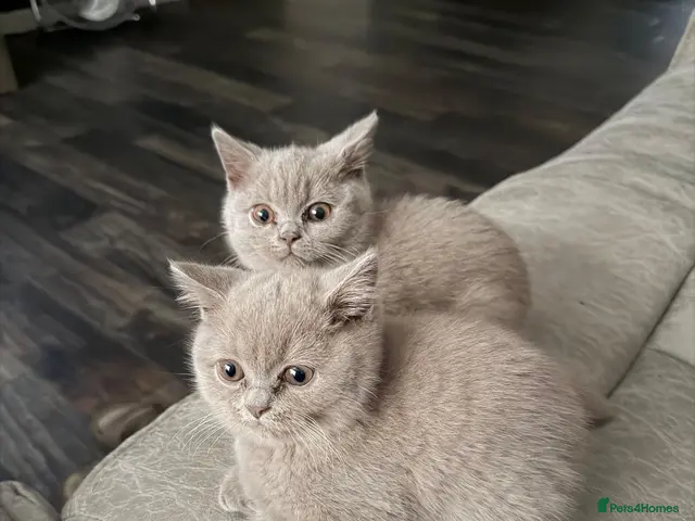 British Shorthair cats for sale: GCCF Registered BH Kittens 2 female Left - Advert 8