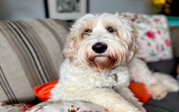 Australian Labradoodle dogs for stud: Proven extensively health tested gorgeous stud - Image 3