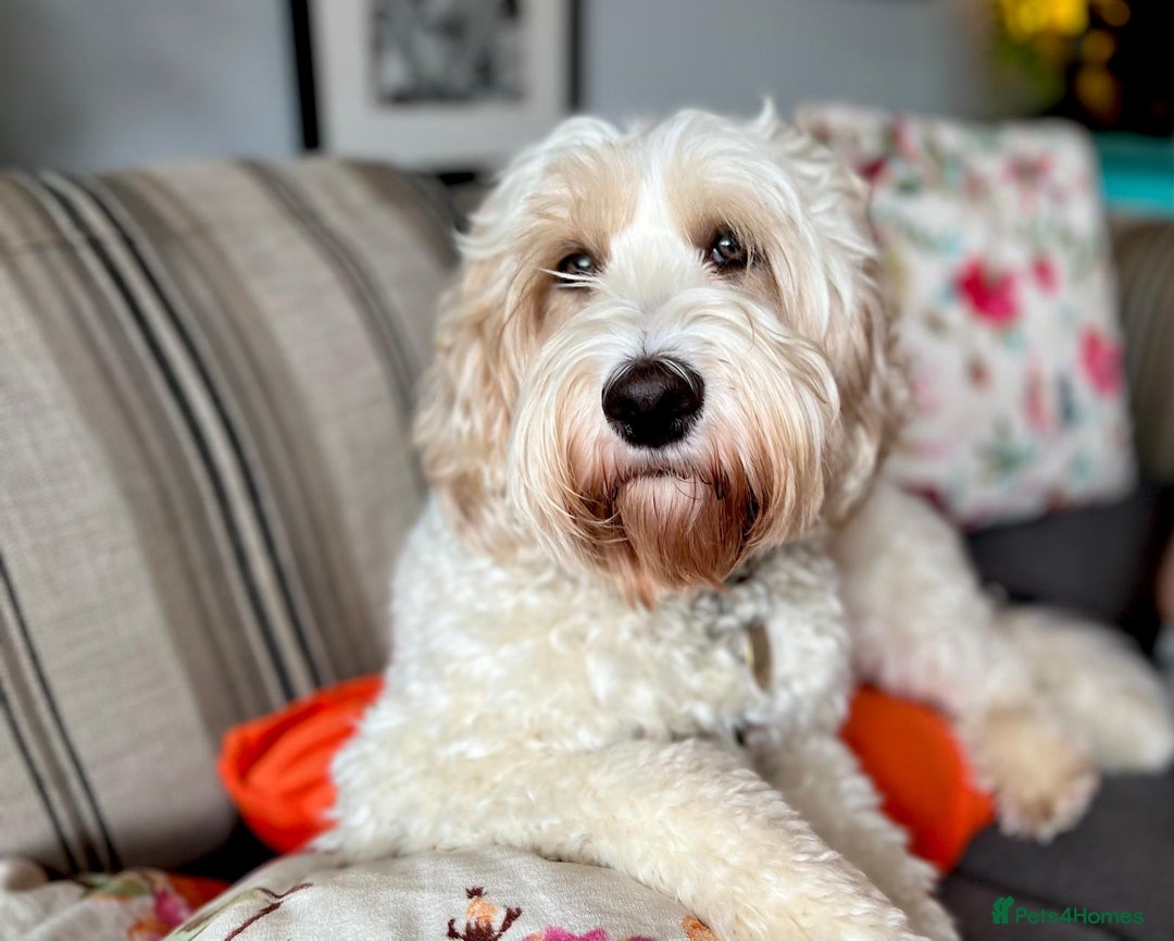Australian Labradoodle dogs for stud: Proven extensively health tested gorgeous stud - Image 3