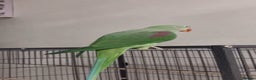 Parrots birds for sale: Baby tamed alexandrine talking parrot  - Advert 3