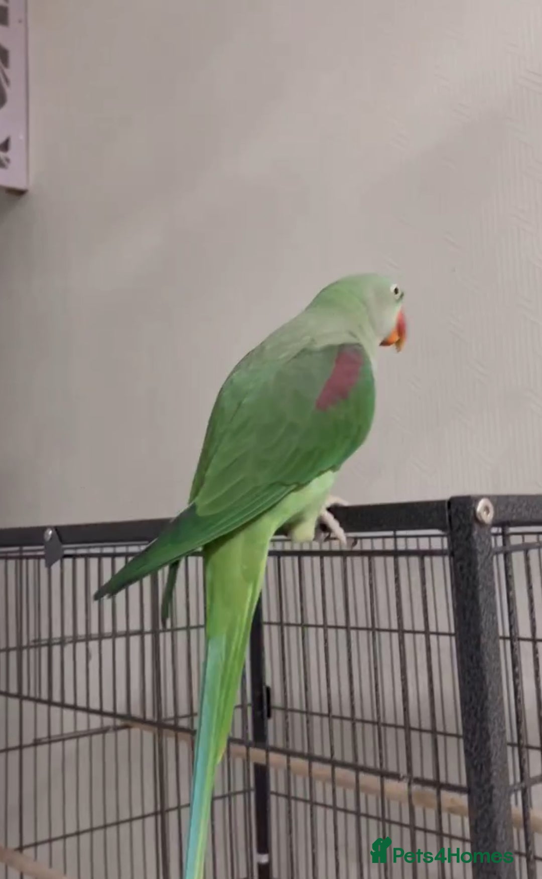 Parrots birds for sale: Baby tamed alexandrine talking parrot  - Advert 3
