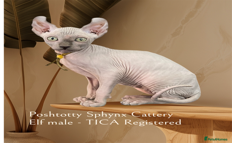 Sphynx cats - Advert 2