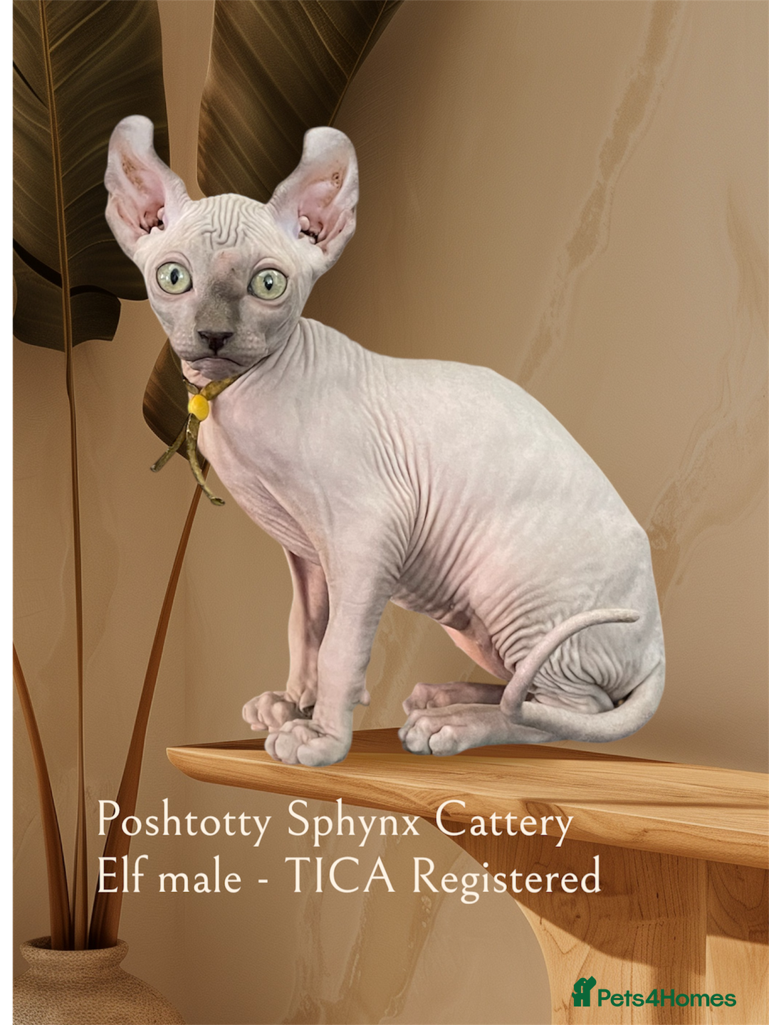 Sphynx cats for sale: Pedigree Sphynx kittens LAST BOY READY NOW - Image 1