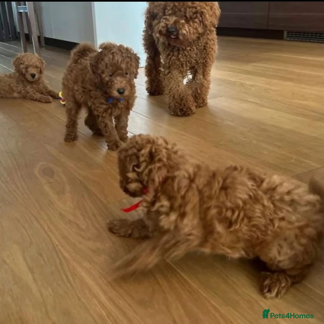 Toy Poodle dogs for sale: Beautiful Red Toy Poodle puppies  - Image 8