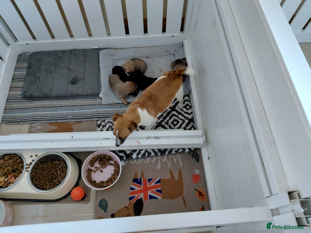 Jack Russell dogs for sale: Jack Russell Puppies - Image 1