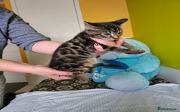 Bengal cats for sale: Bengal kittens  - Image 5