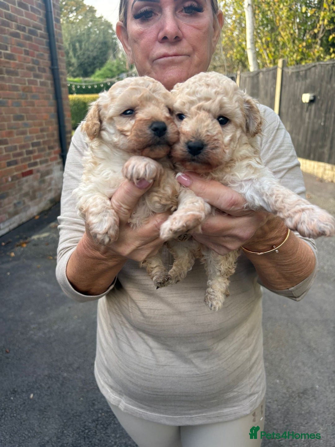 Toy Poodle dogs for sale: Toy Poodle Pups with Lovely Temperaments - Image 12