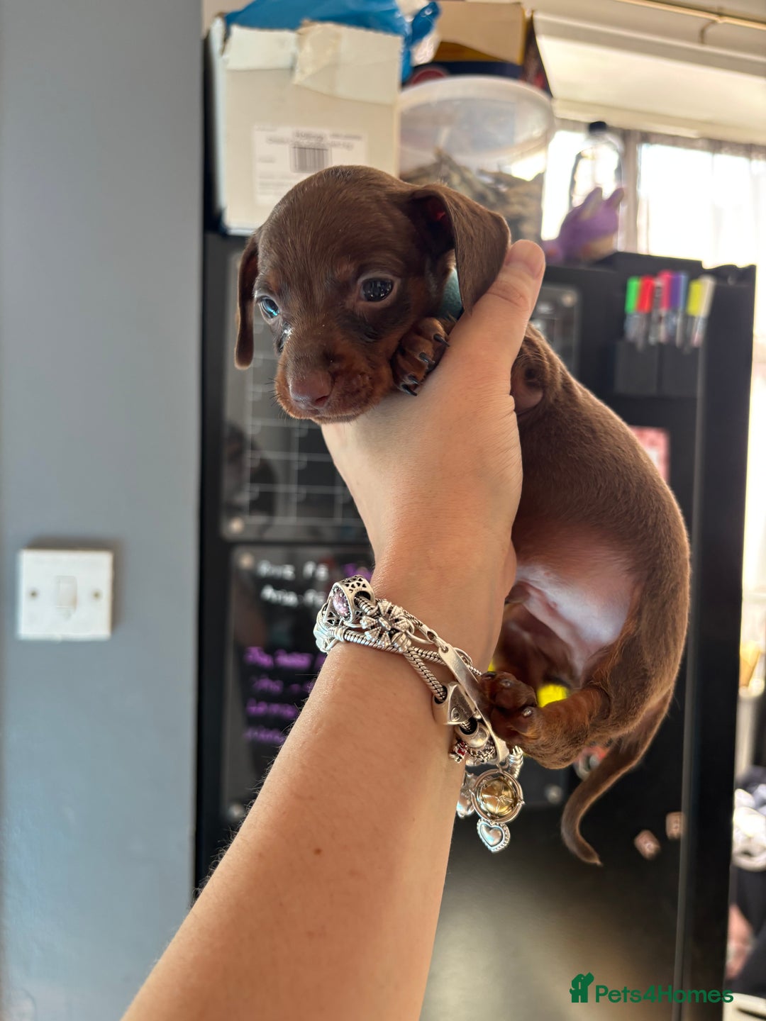 Miniature Dachshund dogs for sale: Beautiful miniature dachshunds  - Image 13