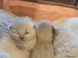 Ragdoll cats 1 male left Ragdoll cross Siamese kittens - Advert 7