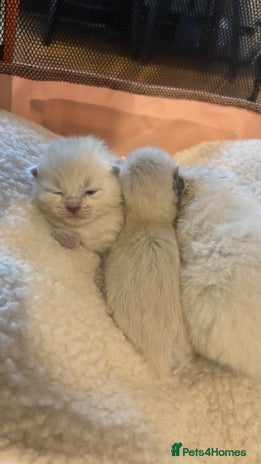 Ragdoll cats - Advert 3