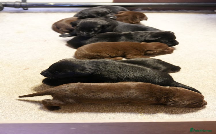 Labrador Retriever dogs - Advert 4