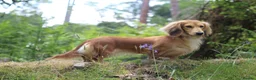 Miniature Dachshund dogs for sale: Beautiful cream mini longs, IVDD Screened parents  - Advert 13