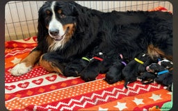 Bernese Mountain Dog dogs for sale: 9 months old girl KC  - Image 13