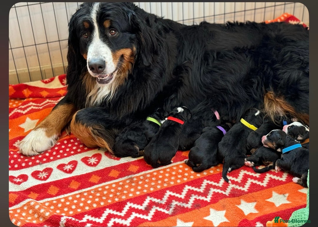 Bernese Mountain Dog dogs for sale: 9 months old girl KC  - Image 13