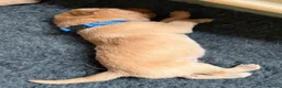 Labrador Retriever dogs for sale: KC Fox Red & Yellow Labrador Puppies - Advert 8