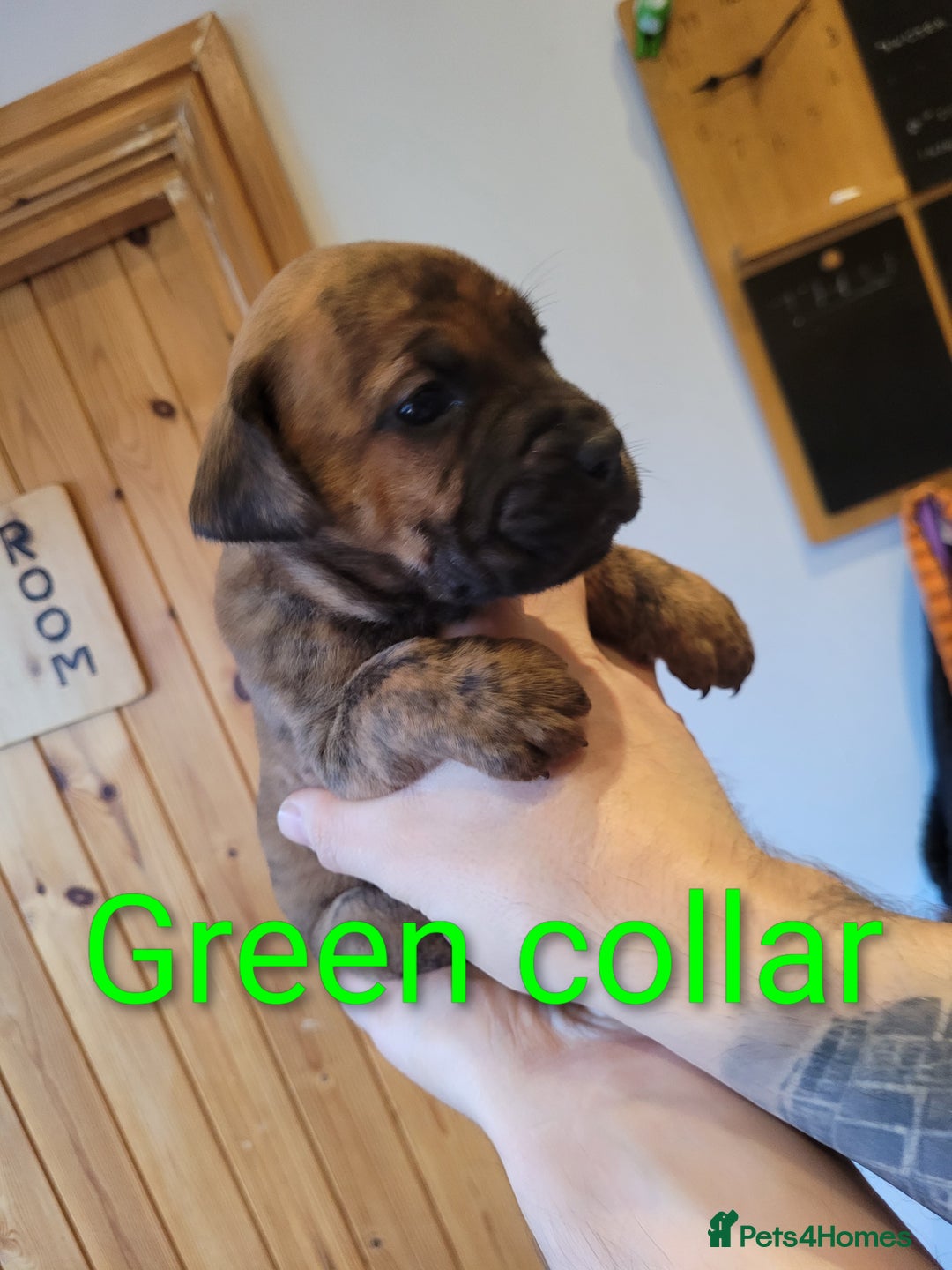 Mixed Breed dogs for sale: Douge de bordeaux x Presa Canerio  - Advert 15