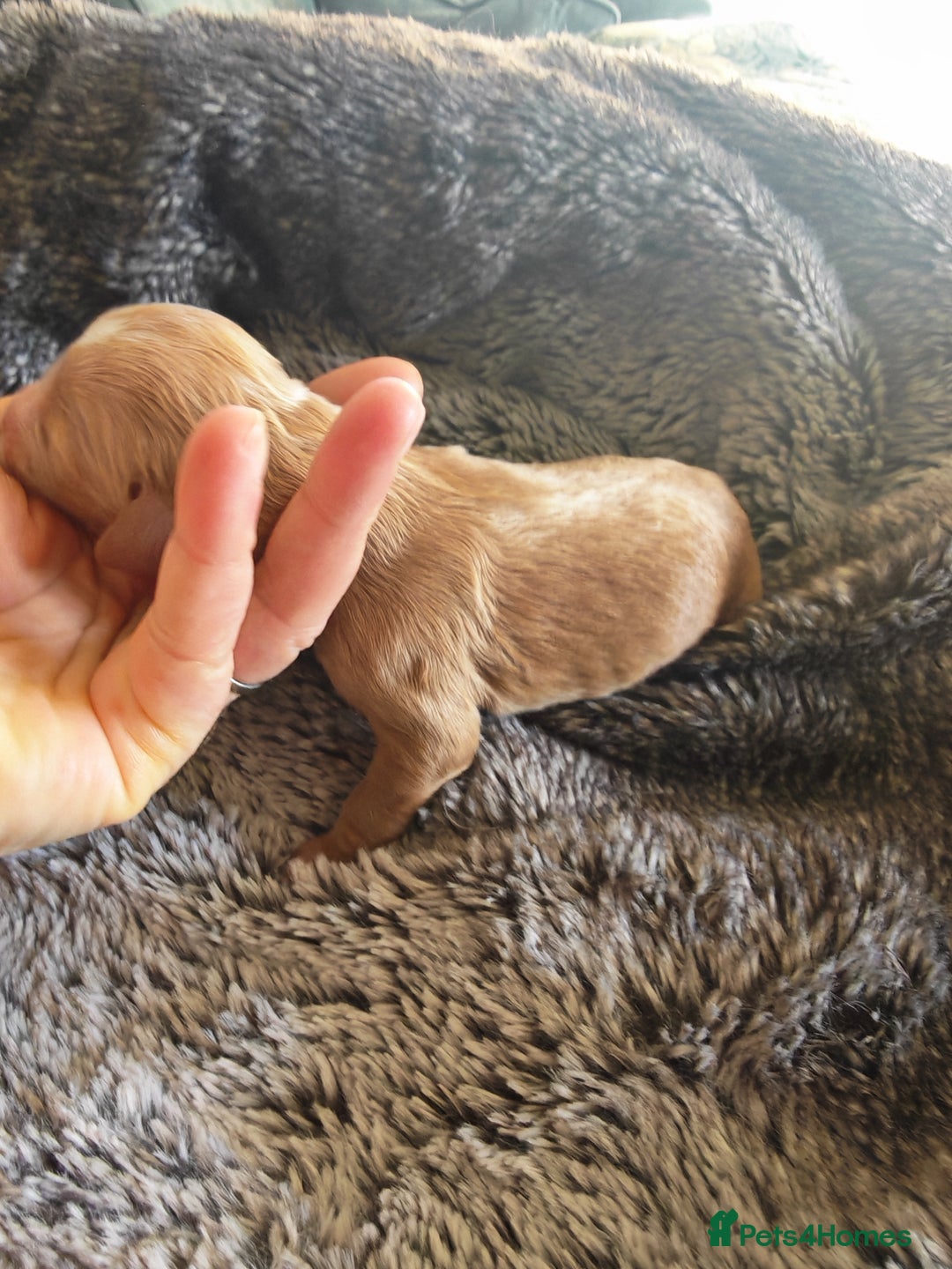 Cockapoo dogs for sale: Cockapoos F1 DNA Health tested patents - Advert 14