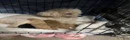 Toy Poodle dogs for sale: Toy poodle pups  in Doncaster - Advert 7