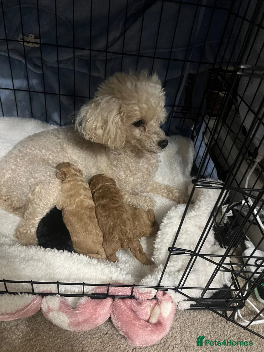 Toy Poodle dogs for sale: Toy poodle pups  in Doncaster - Advert 7