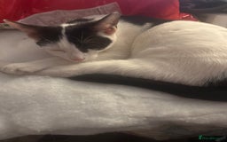 British Shorthair cats for sale: Butterfly  - Image 3