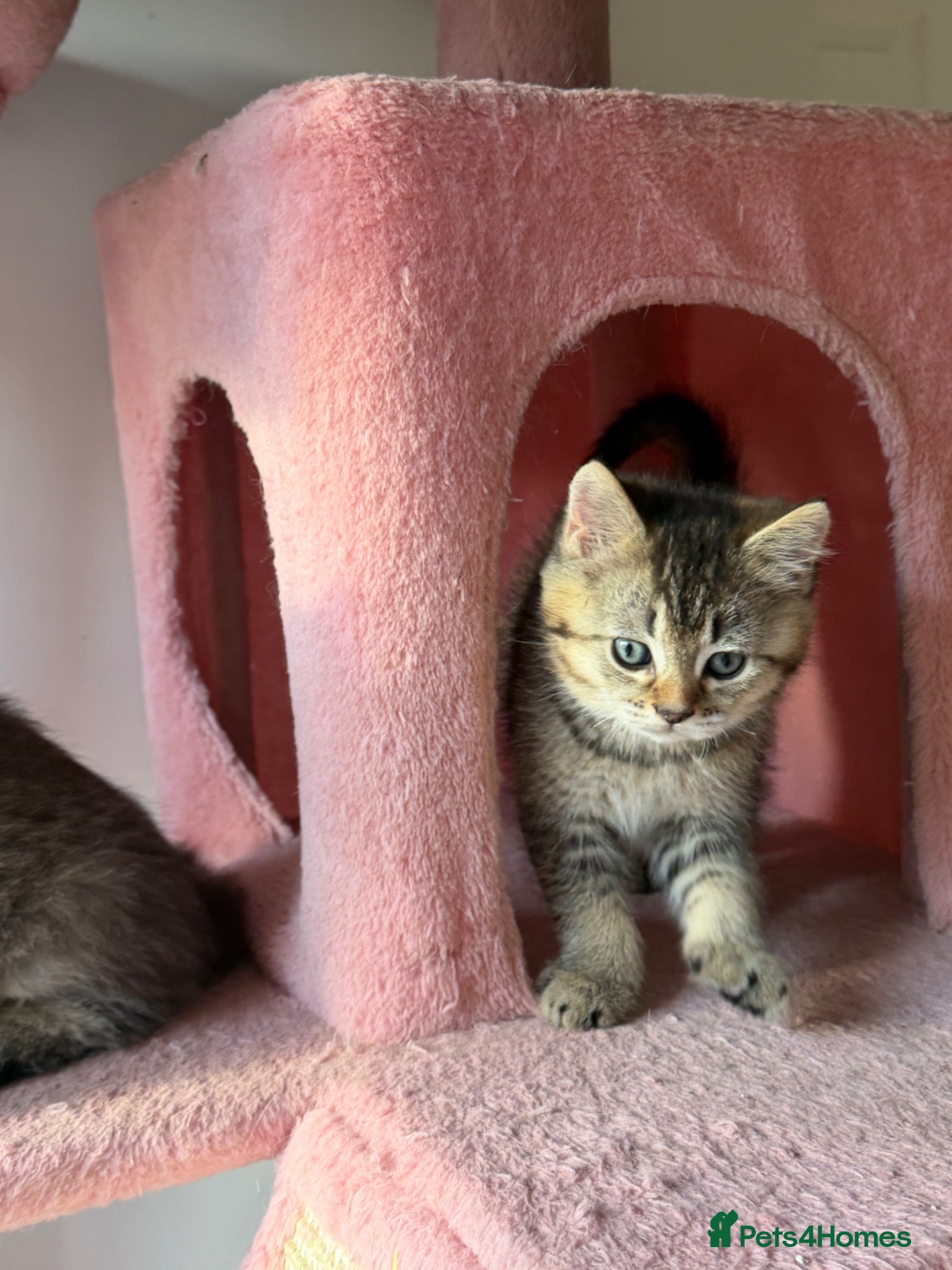 British Shorthair cats Looking for a new home!!! ready to collect  - Advert 7