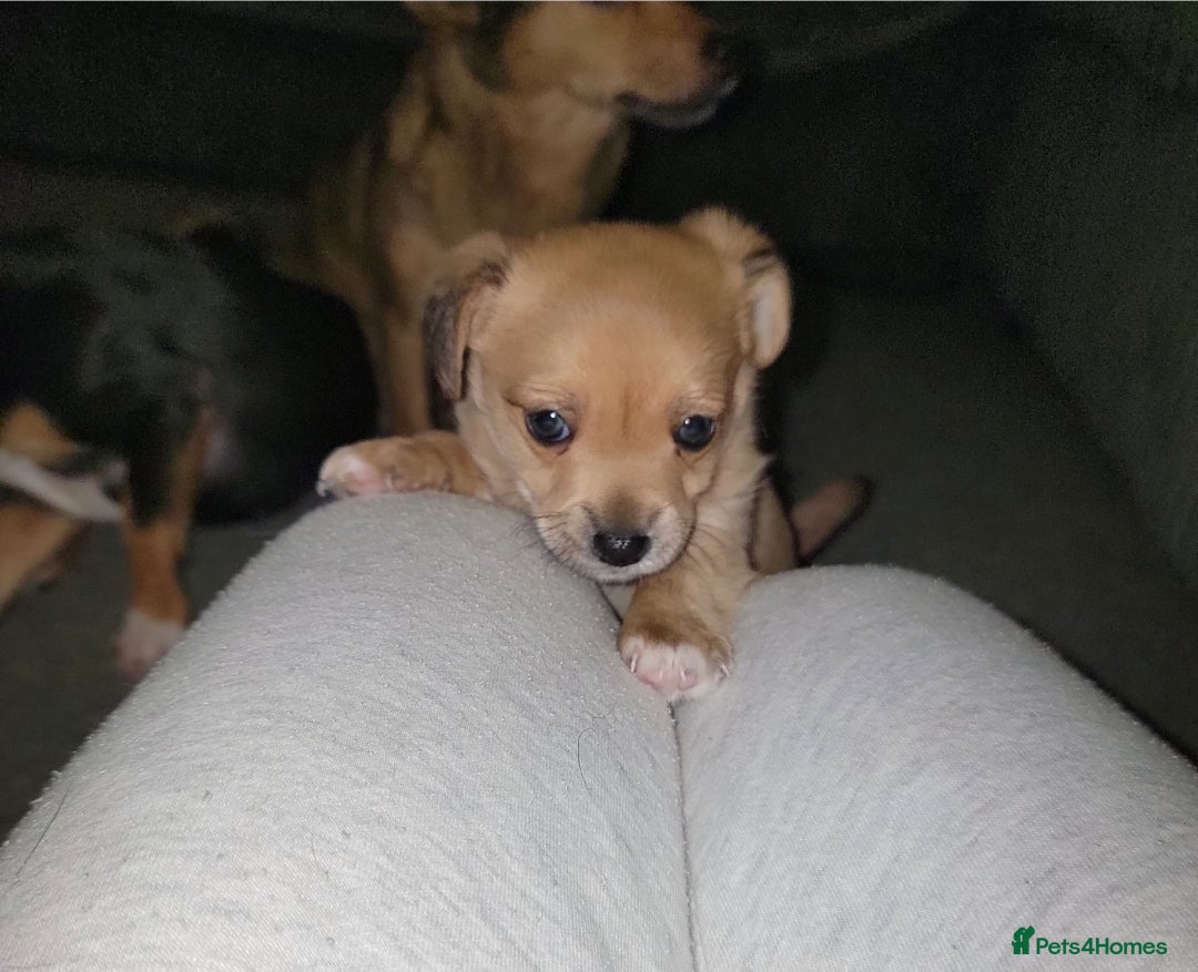 Mixed Breed dogs Chihuahua jack Russell boy puppy - Advert 9